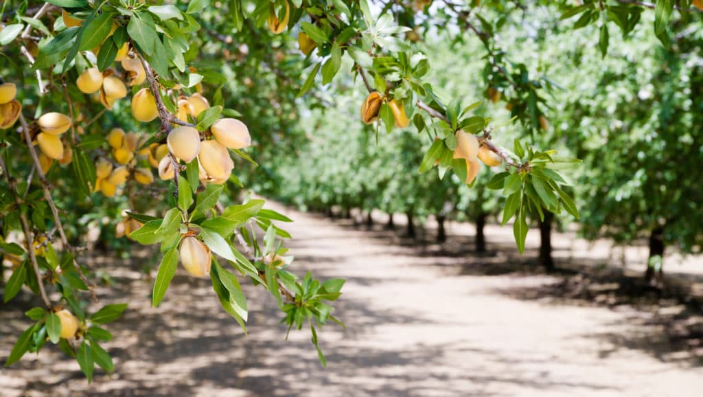 Almond nuts growing on trees in an orchard